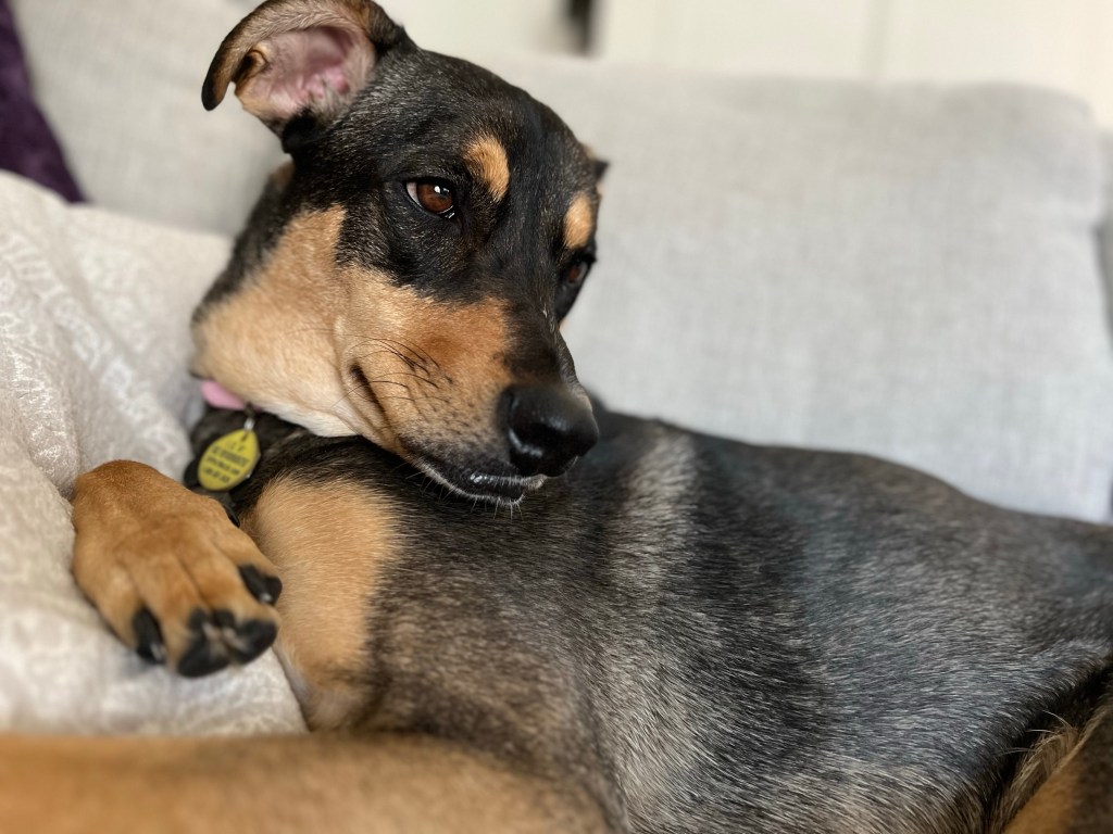 🐾 ❤️YOU ASKED- a longer than normal read❤️🐾